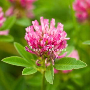 redclover