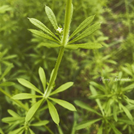 cleavers7