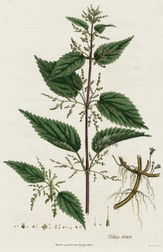 nettle