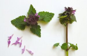 nettle40