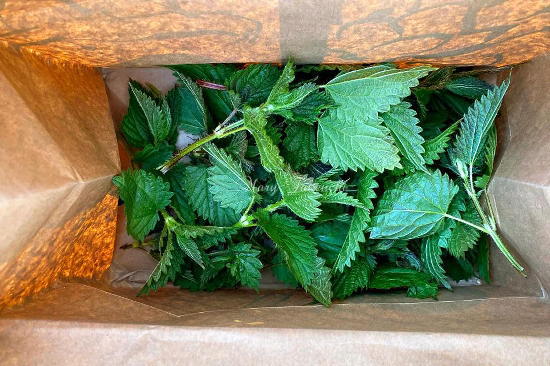 nettle