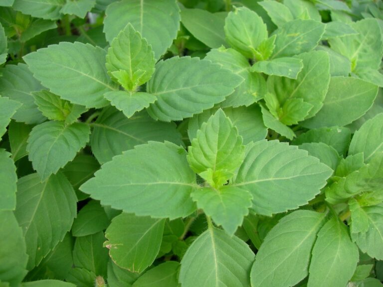Holybasilrama tulsi1