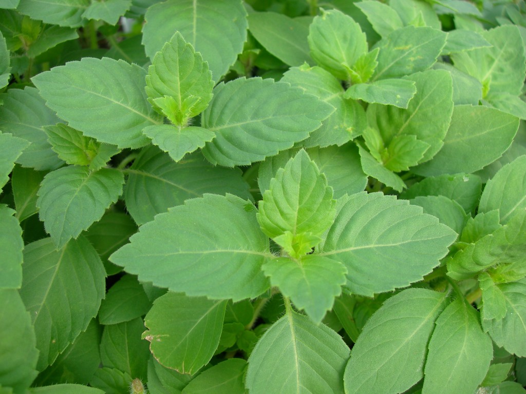 Holybasilrama tulsi1