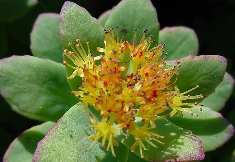 Rhodiola