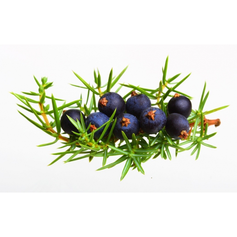 Juniper